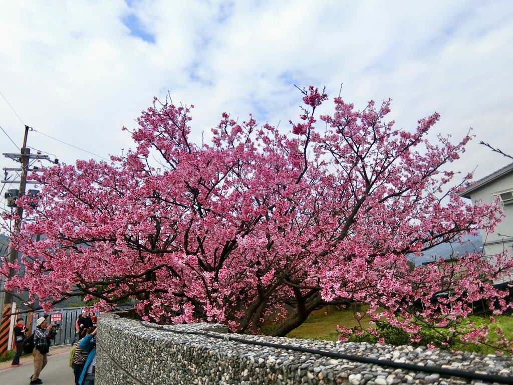 2021櫻花季!陽明山平菁街42巷櫻花大道，被櫻花包圍的櫻花巷，你一定要來【丁小羽旅遊篇】