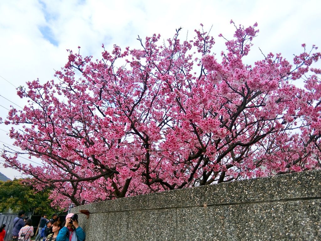 2021櫻花季!陽明山平菁街42巷櫻花大道，被櫻花包圍的櫻花巷，你一定要來【丁小羽旅遊篇】