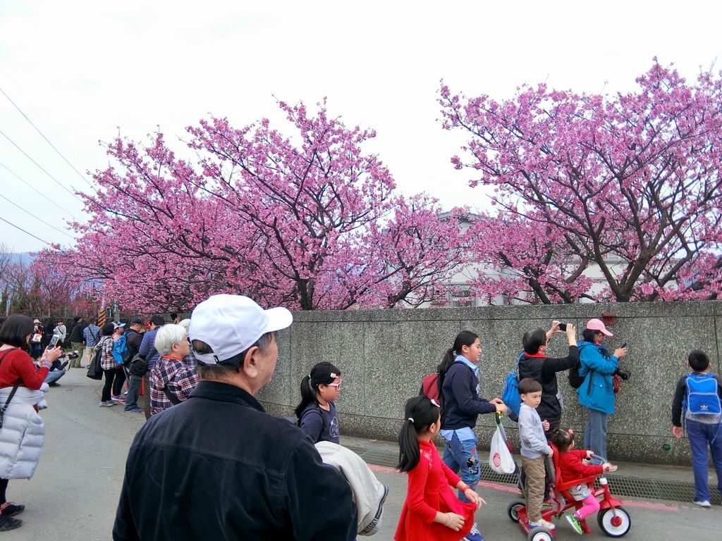 2021櫻花季!陽明山平菁街42巷櫻花大道，被櫻花包圍的櫻花巷，你一定要來【丁小羽旅遊篇】