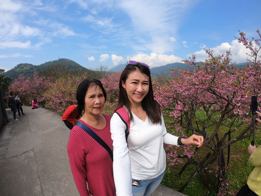 2021櫻花季!陽明山平菁街42巷櫻花大道，被櫻花包圍的櫻花巷，你一定要來【丁小羽旅遊篇】