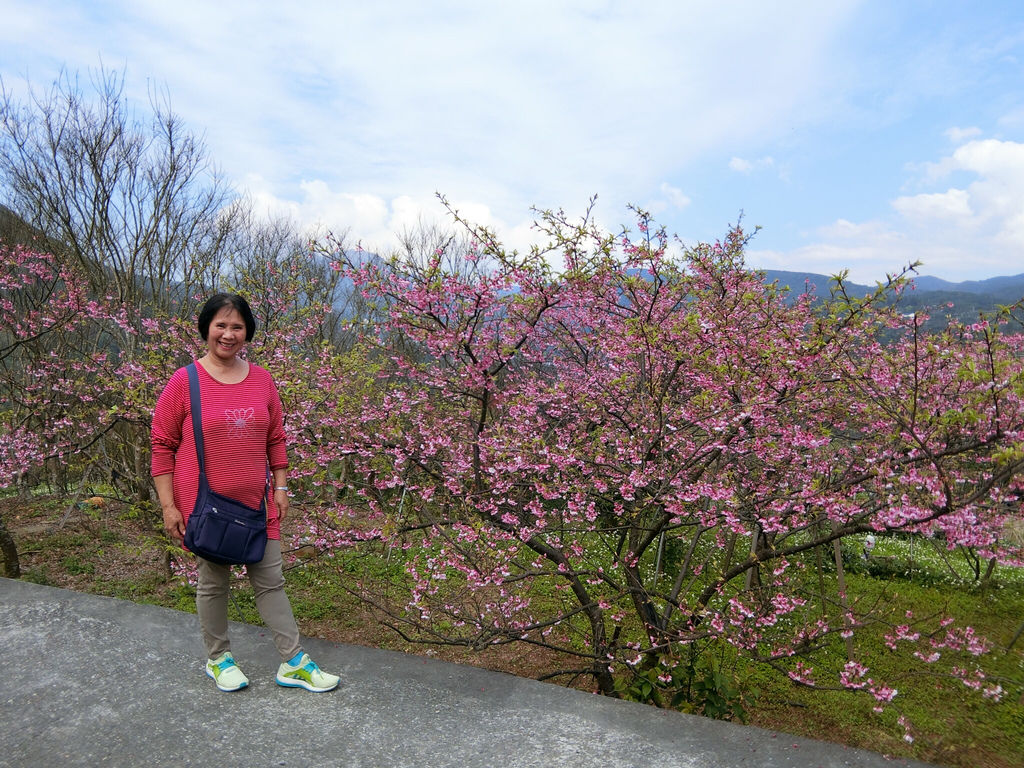 2021櫻花季!陽明山平菁街42巷櫻花大道，被櫻花包圍的櫻花巷，你一定要來【丁小羽旅遊篇】