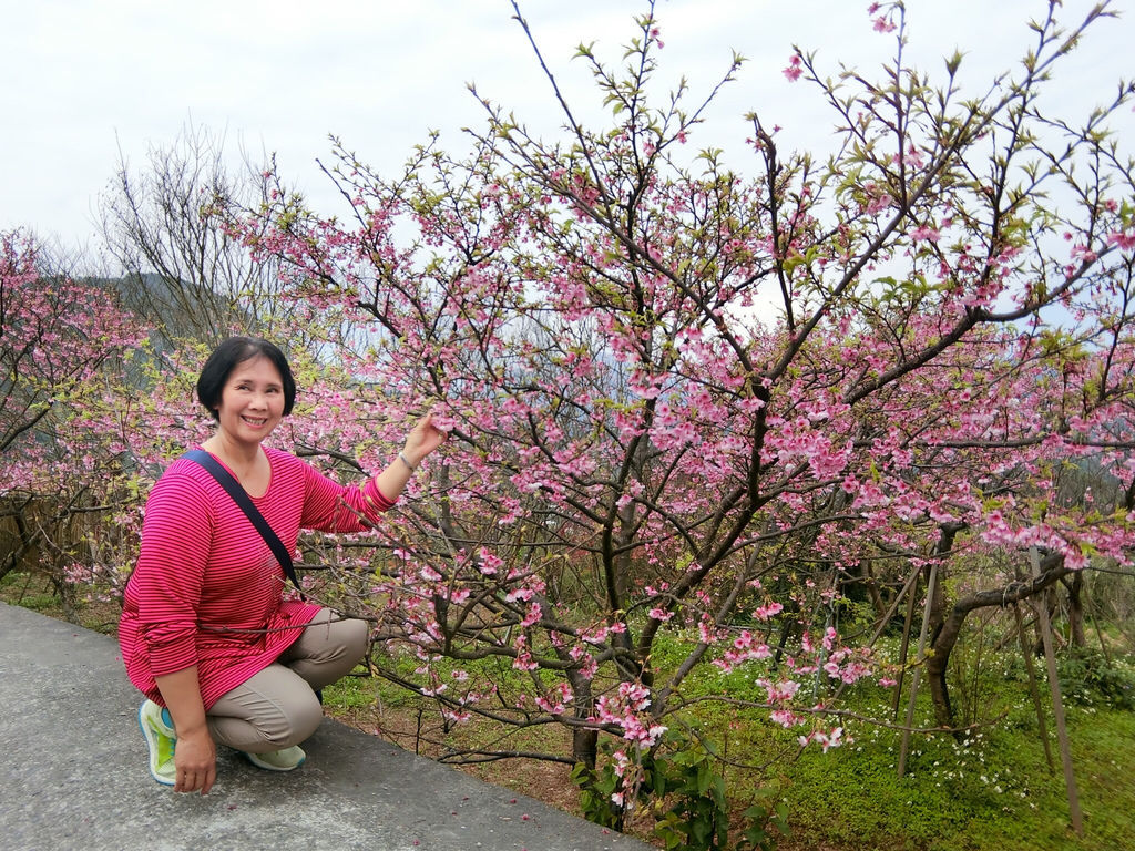 2021櫻花季!陽明山平菁街42巷櫻花大道，被櫻花包圍的櫻花巷，你一定要來【丁小羽旅遊篇】