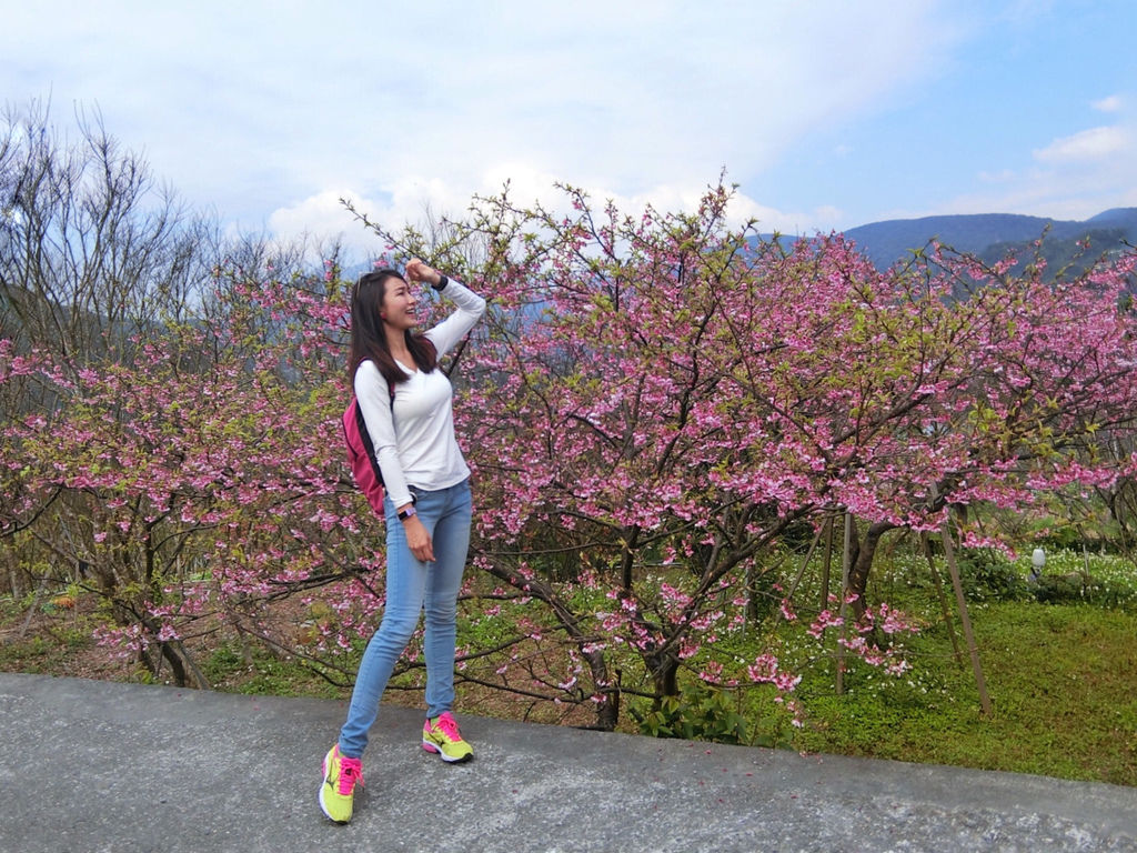 2021櫻花季!陽明山平菁街42巷櫻花大道,被櫻花包圍的櫻花巷,你一定要來【丁小羽旅遊篇】 2021櫻花季!陽明山平菁街42巷櫻花大道,被櫻花包圍的櫻花巷,你一定要來【丁小羽旅遊篇】