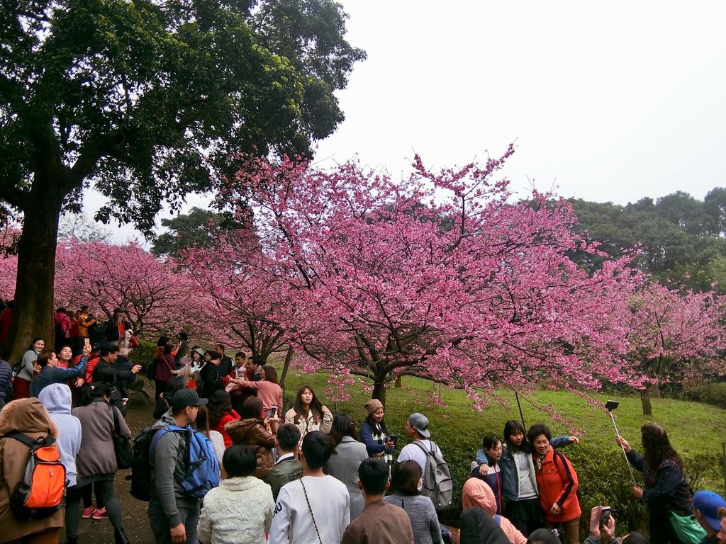 2021櫻花季!淡水無極天元宮櫻花林，是新北市最浪漫的賞櫻景點【丁小羽旅遊篇】