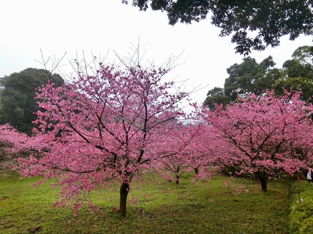 2021櫻花季!淡水無極天元宮櫻花林，是新北市最浪漫的賞櫻景點【丁小羽旅遊篇】