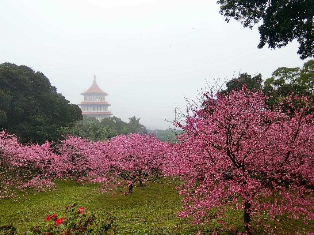 2021櫻花季!淡水無極天元宮櫻花林，是新北市最浪漫的賞櫻景點【丁小羽旅遊篇】