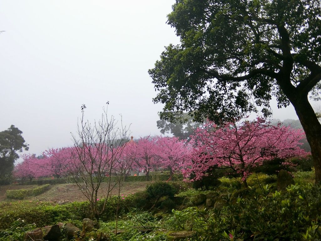 2021櫻花季!淡水無極天元宮櫻花林，是新北市最浪漫的賞櫻景點【丁小羽旅遊篇】