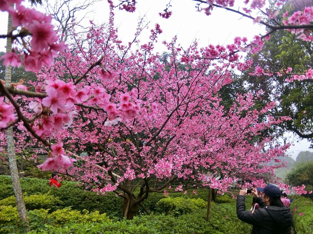 2021櫻花季!淡水無極天元宮櫻花林，是新北市最浪漫的賞櫻景點【丁小羽旅遊篇】