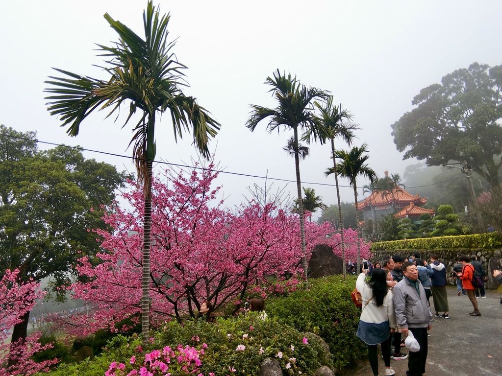 2021櫻花季!淡水無極天元宮櫻花林，是新北市最浪漫的賞櫻景點【丁小羽旅遊篇】