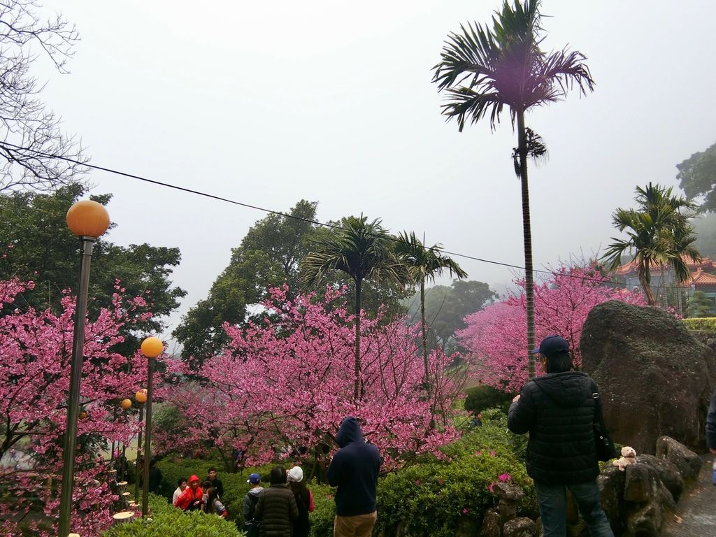 2021櫻花季!淡水無極天元宮櫻花林，是新北市最浪漫的賞櫻景點【丁小羽旅遊篇】