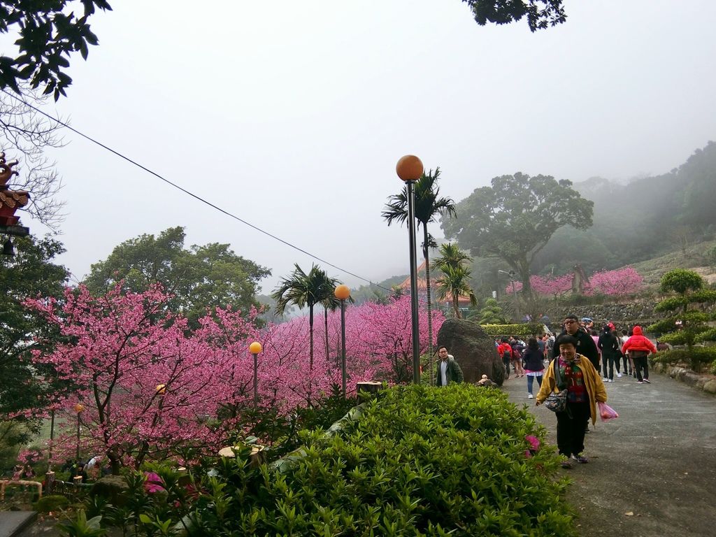 2021櫻花季!淡水無極天元宮櫻花林，是新北市最浪漫的賞櫻景點【丁小羽旅遊篇】