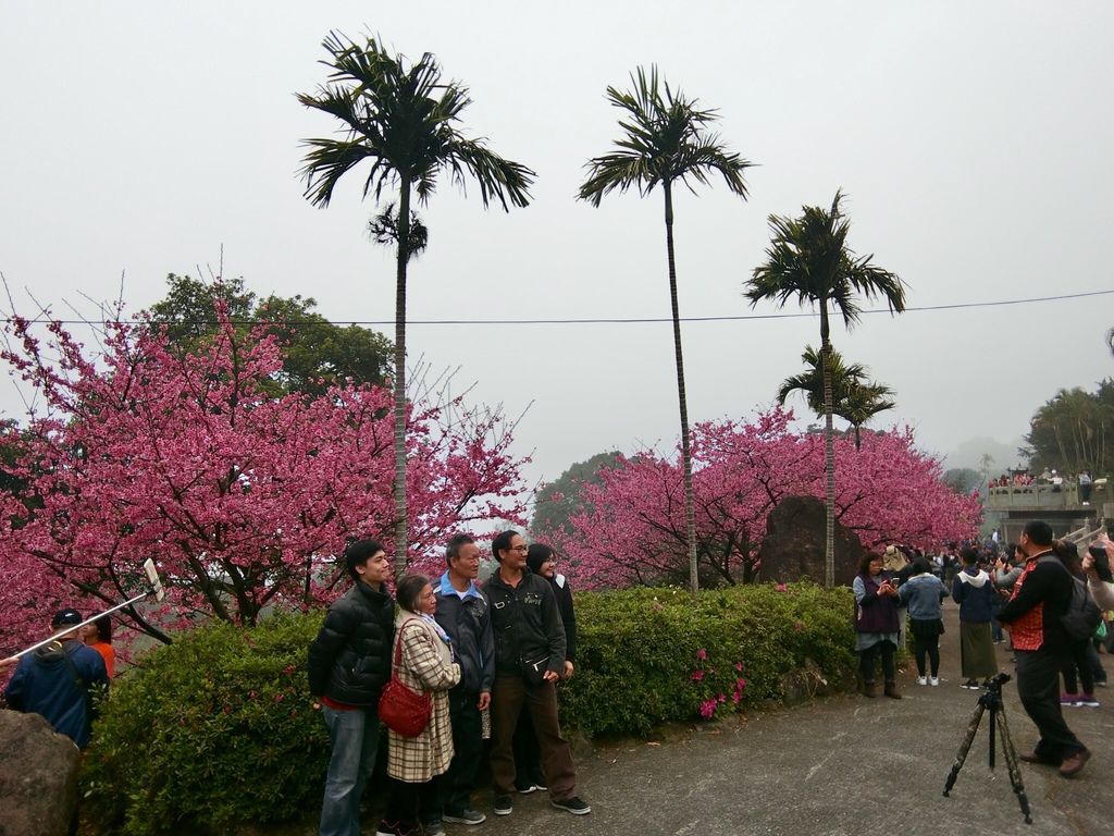 2021櫻花季!淡水無極天元宮櫻花林，是新北市最浪漫的賞櫻景點【丁小羽旅遊篇】