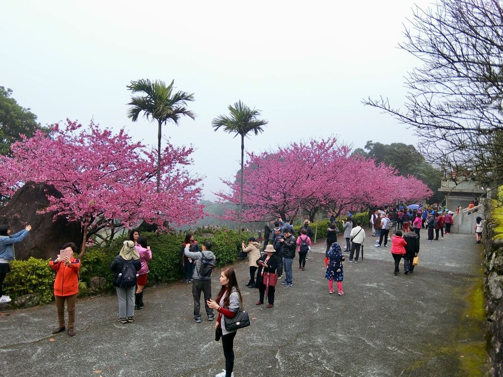 2021櫻花季!淡水無極天元宮櫻花林，是新北市最浪漫的賞櫻景點【丁小羽旅遊篇】