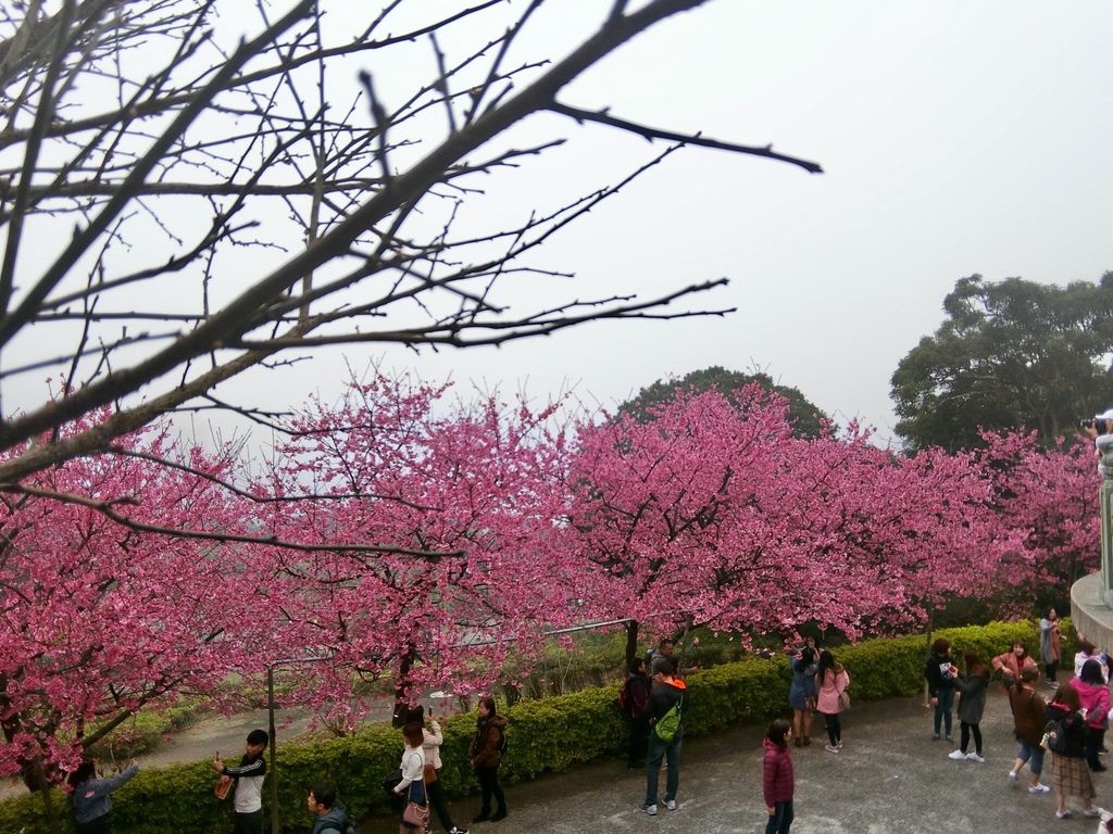 2021櫻花季!淡水無極天元宮櫻花林，是新北市最浪漫的賞櫻景點【丁小羽旅遊篇】