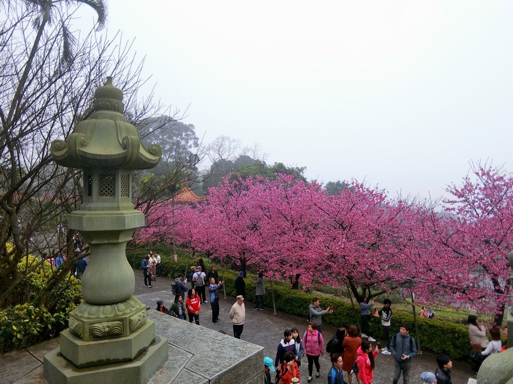 2021櫻花季!淡水無極天元宮櫻花林，是新北市最浪漫的賞櫻景點【丁小羽旅遊篇】