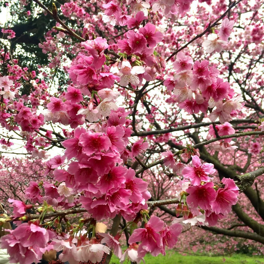 2021櫻花季!淡水無極天元宮櫻花林，是新北市最浪漫的賞櫻景點【丁小羽旅遊篇】