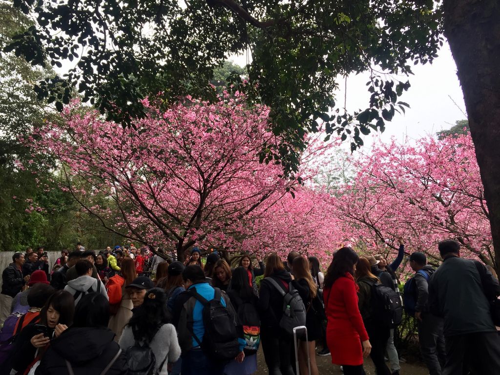 2021櫻花季!淡水無極天元宮櫻花林，是新北市最浪漫的賞櫻景點【丁小羽旅遊篇】