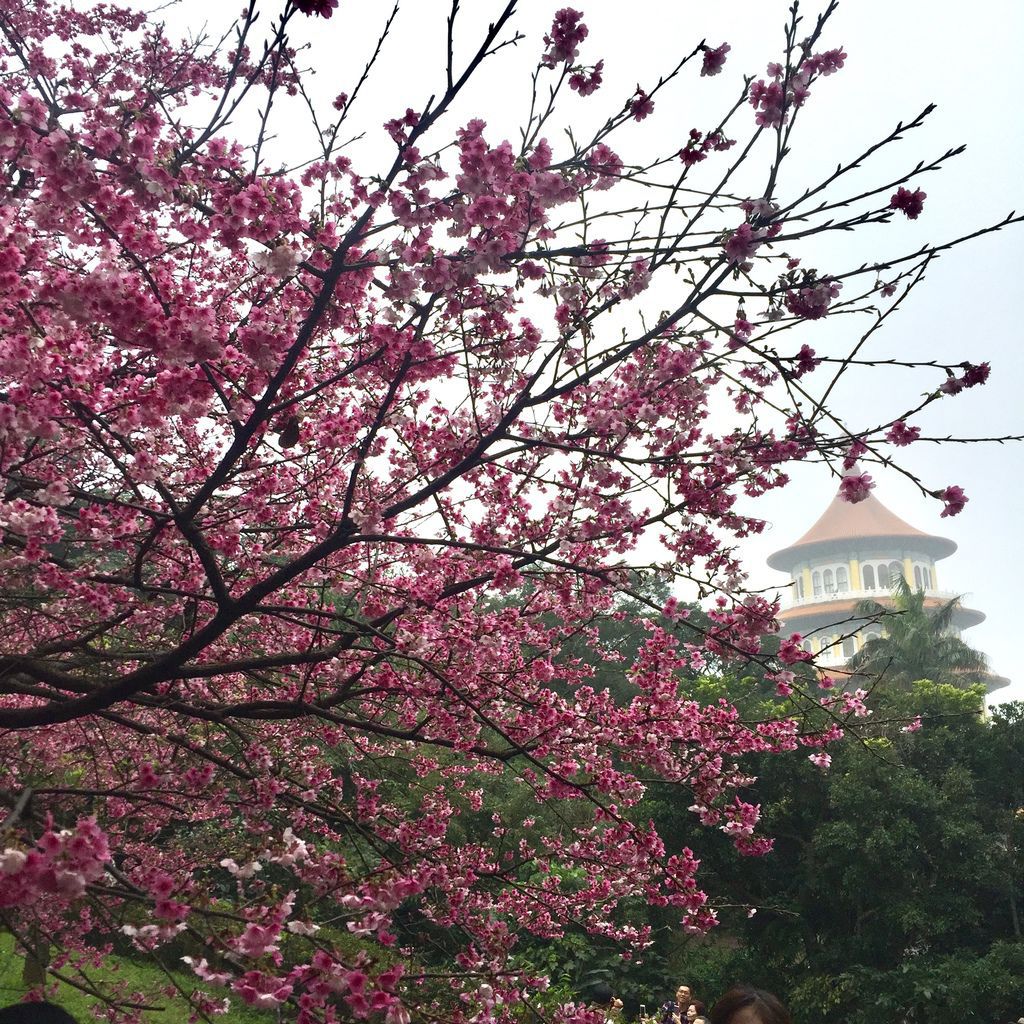 2021櫻花季!淡水無極天元宮櫻花林，是新北市最浪漫的賞櫻景點【丁小羽旅遊篇】