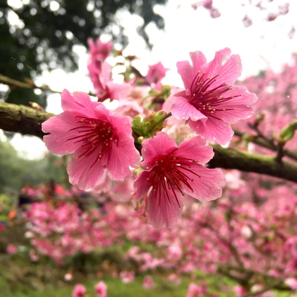 2021櫻花季!淡水無極天元宮櫻花林，是新北市最浪漫的賞櫻景點【丁小羽旅遊篇】