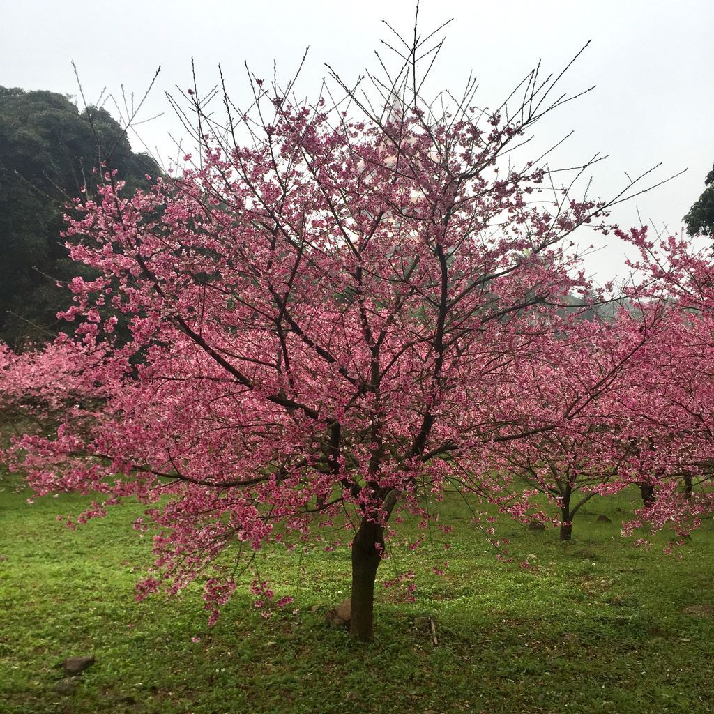 2021櫻花季!淡水無極天元宮櫻花林，是新北市最浪漫的賞櫻景點【丁小羽旅遊篇】