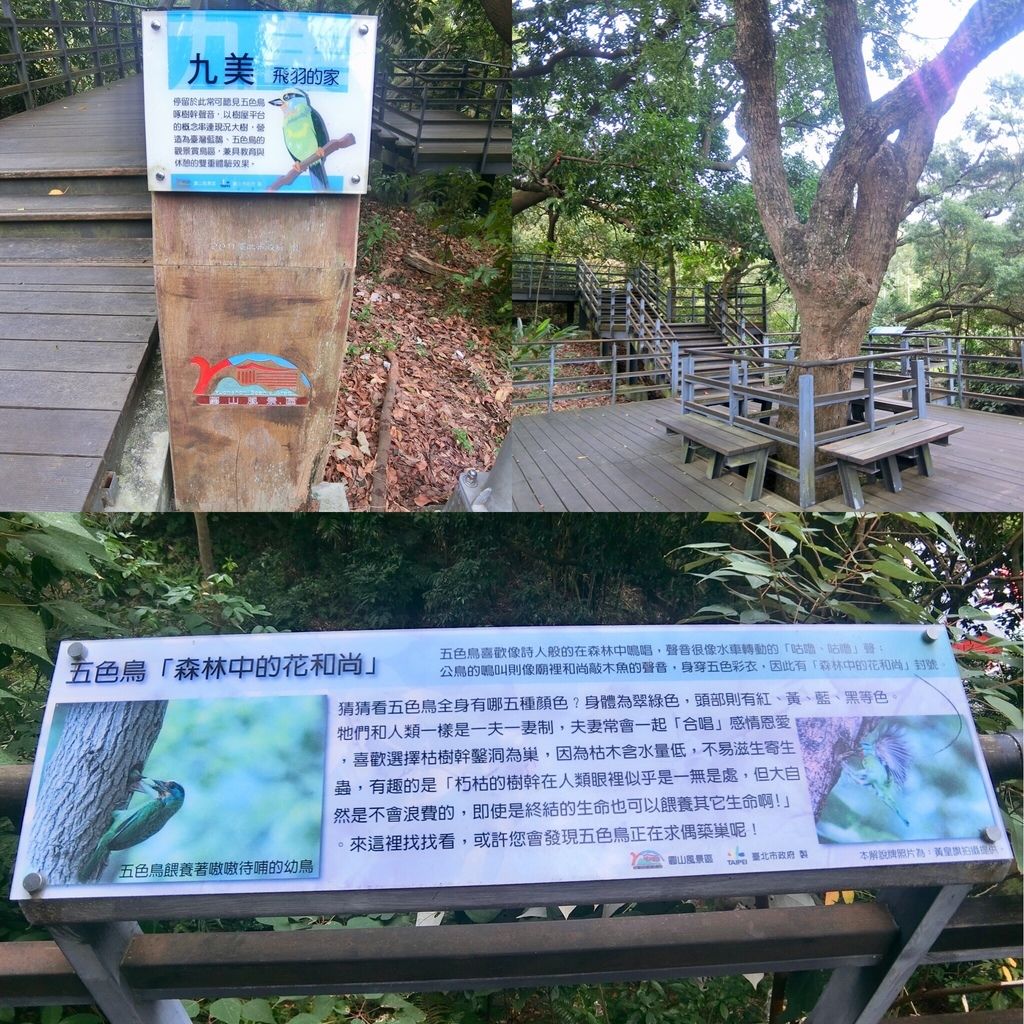 台北登山-劍潭山親山步道-通北街登山口直擊超美老地方觀機平台【丁小羽登山篇】