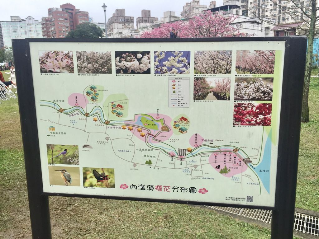 2021櫻花季！東湖樂活公園(上)東湖櫻花林的盛開現況，一起來欣賞櫻花的美【丁小羽旅遊篇】