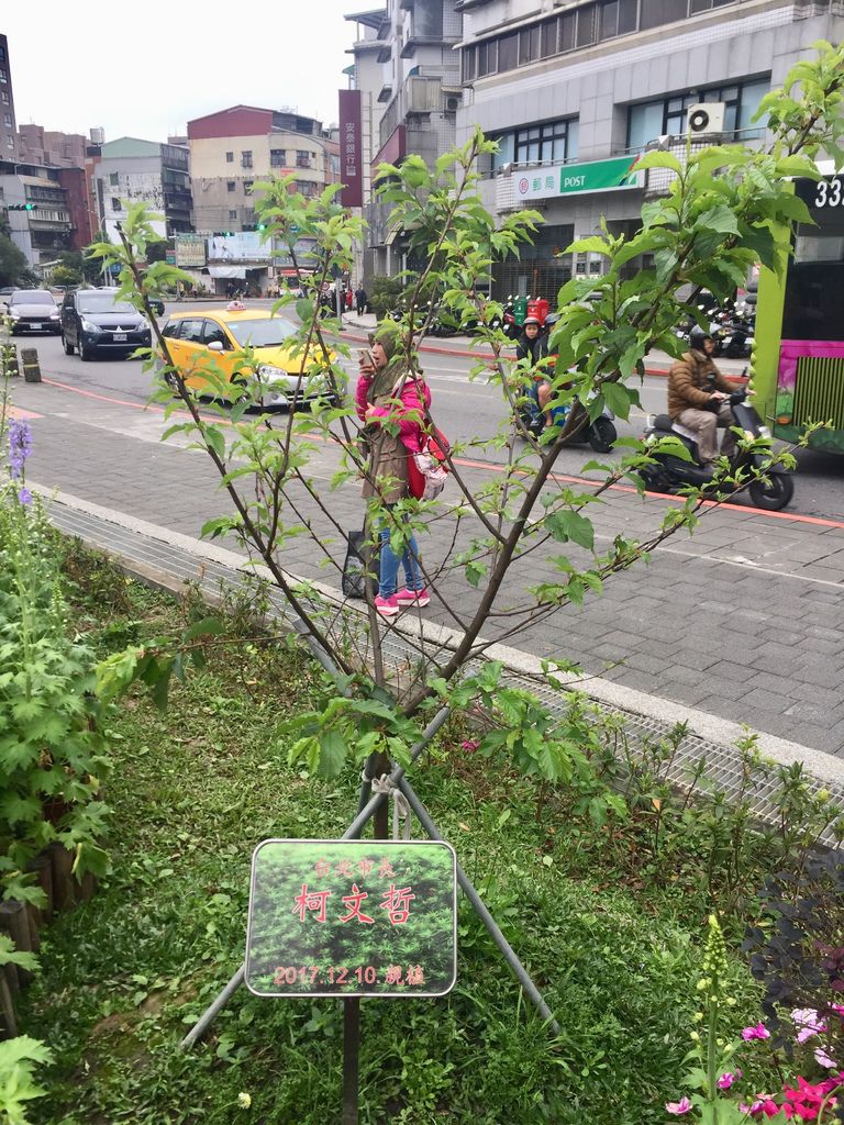 2021櫻花季！東湖樂活公園(上)東湖櫻花林的盛開現況，一起來欣賞櫻花的美【丁小羽旅遊篇】