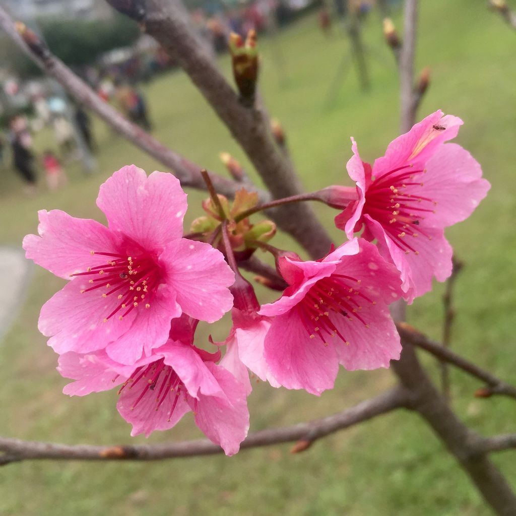 2021櫻花季！東湖樂活公園(上)東湖櫻花林的盛開現況，一起來欣賞櫻花的美【丁小羽旅遊篇】