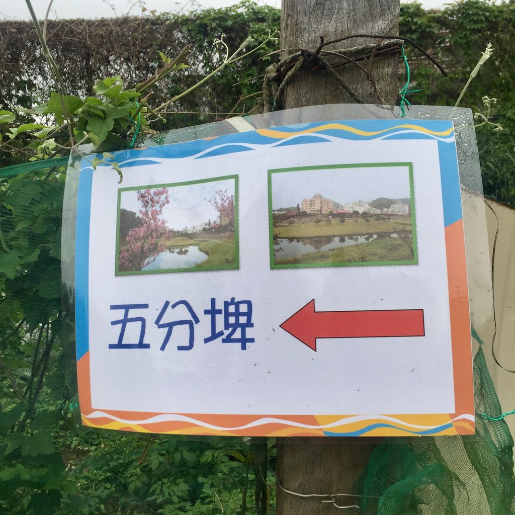 2021櫻花季！東湖樂活公園(上)東湖櫻花林的盛開現況，一起來欣賞櫻花的美【丁小羽旅遊篇】