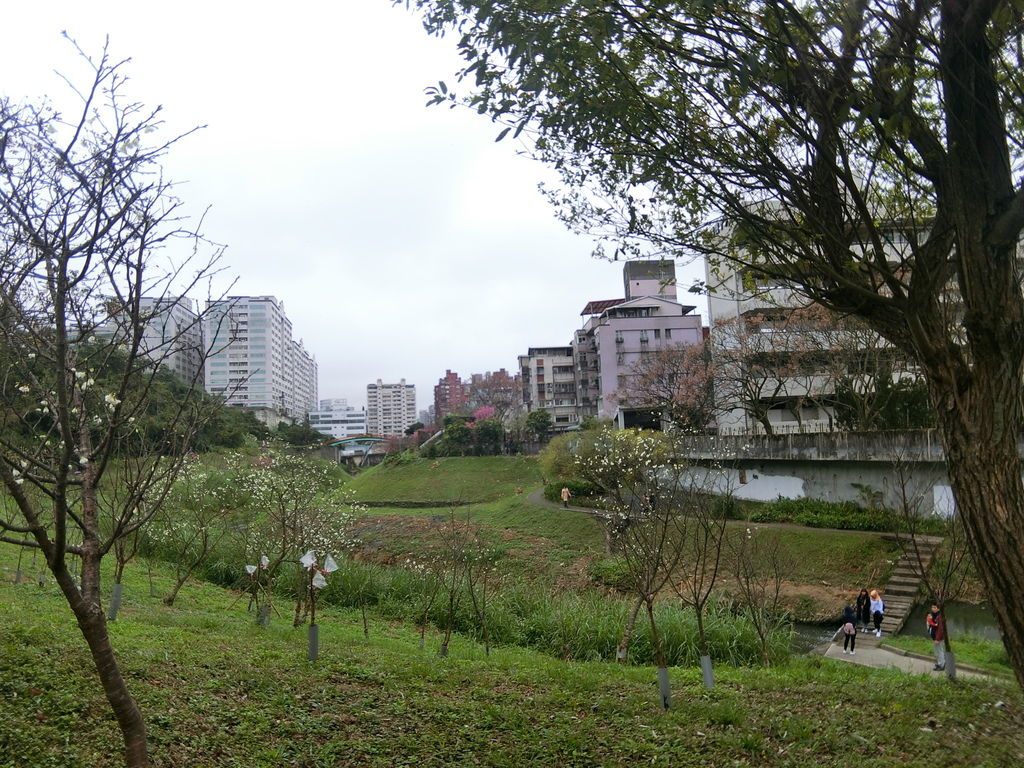 2021櫻花季！東湖樂活公園(上)東湖櫻花林的盛開現況，一起來欣賞櫻花的美【丁小羽旅遊篇】