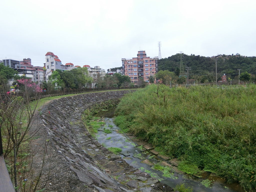 2021櫻花季！東湖樂活公園(上)東湖櫻花林的盛開現況，一起來欣賞櫻花的美【丁小羽旅遊篇】