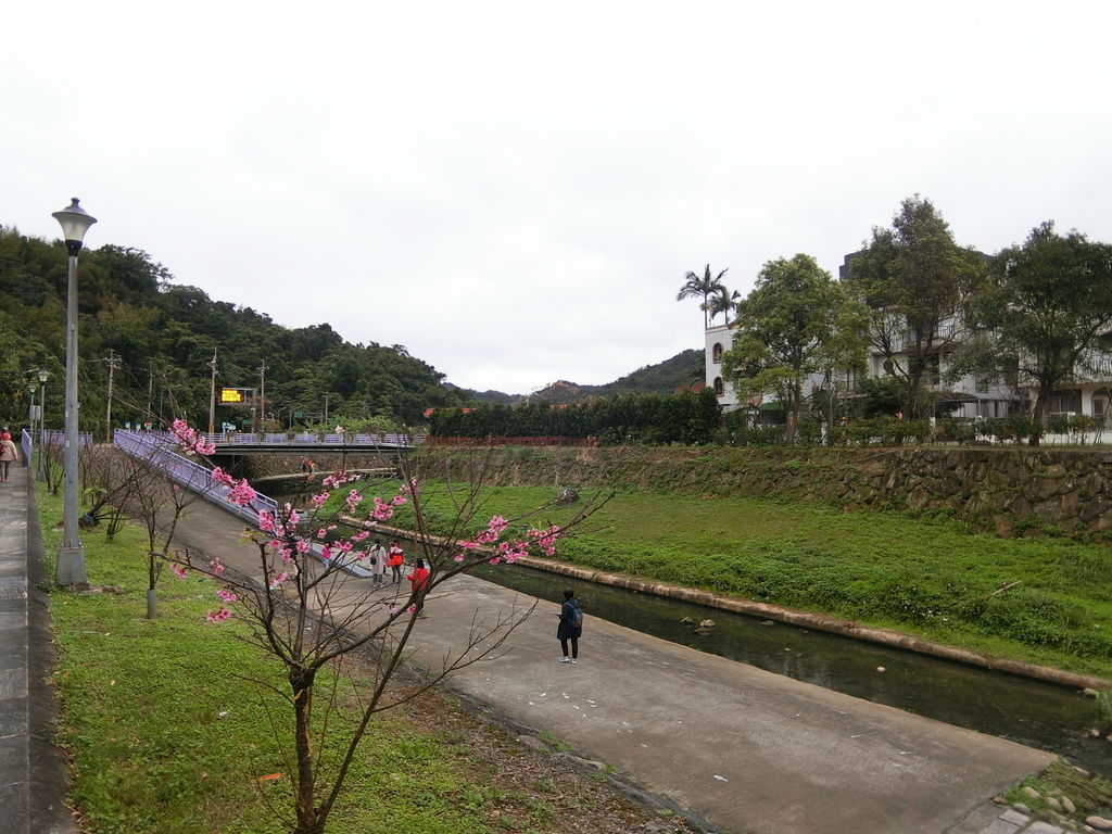 2021櫻花季！東湖樂活公園(上)東湖櫻花林的盛開現況，一起來欣賞櫻花的美【丁小羽旅遊篇】