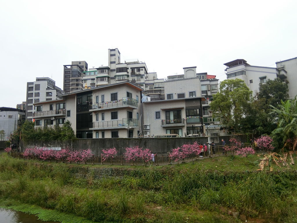 2021櫻花季！東湖樂活公園(下)在東湖櫻花林賞夜櫻，欣賞夜櫻綻放的美【丁小羽旅遊篇】