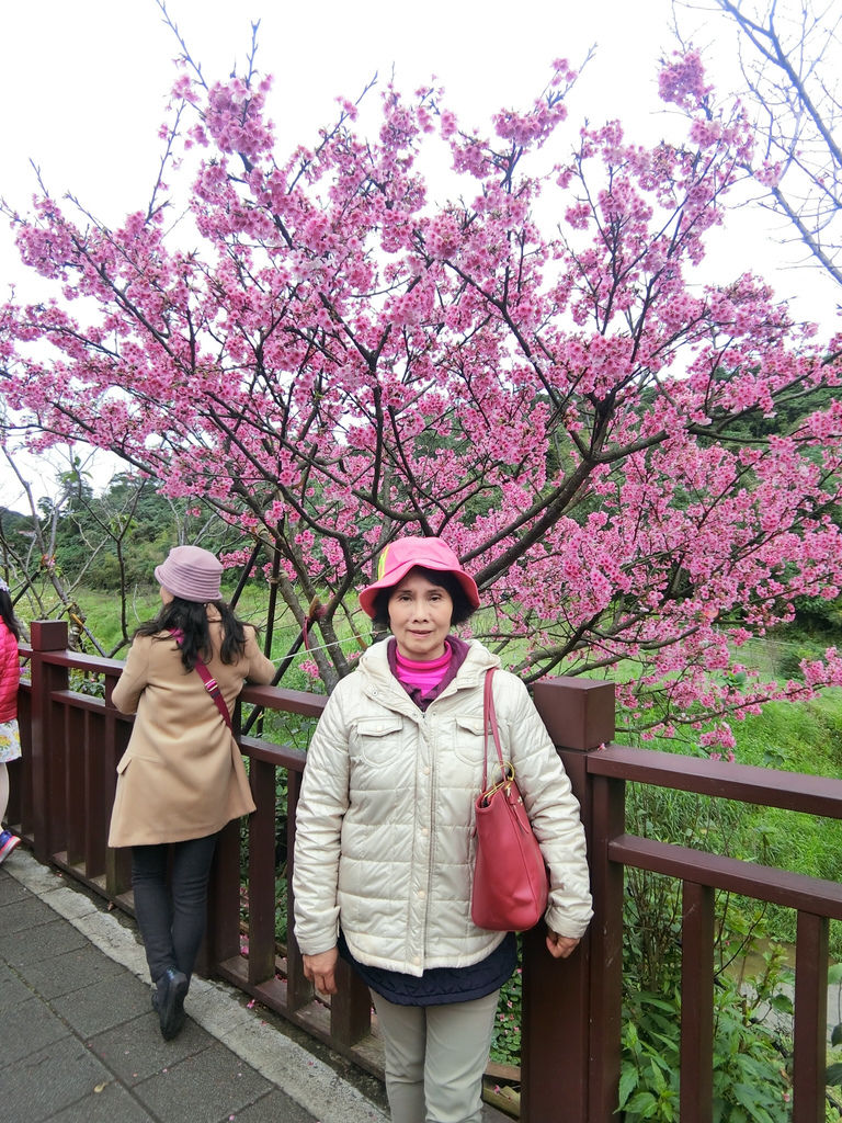 2021櫻花季！東湖樂活公園(上)東湖櫻花林的盛開現況，一起來欣賞櫻花的美【丁小羽旅遊篇】