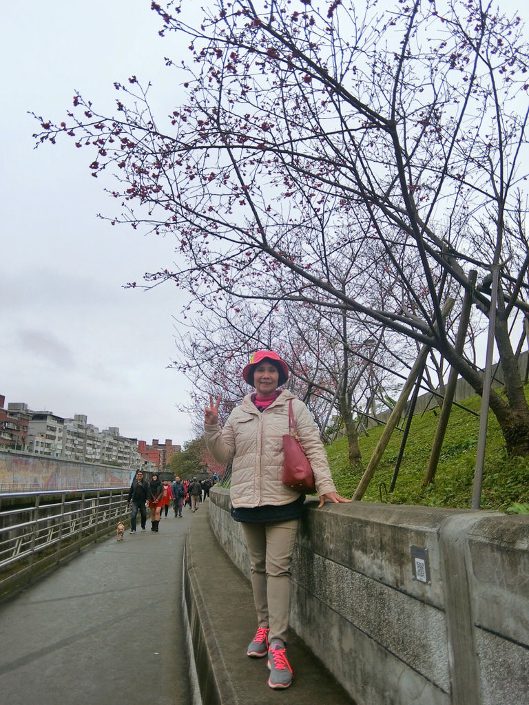 2021櫻花季！東湖樂活公園(上)東湖櫻花林的盛開現況，一起來欣賞櫻花的美【丁小羽旅遊篇】
