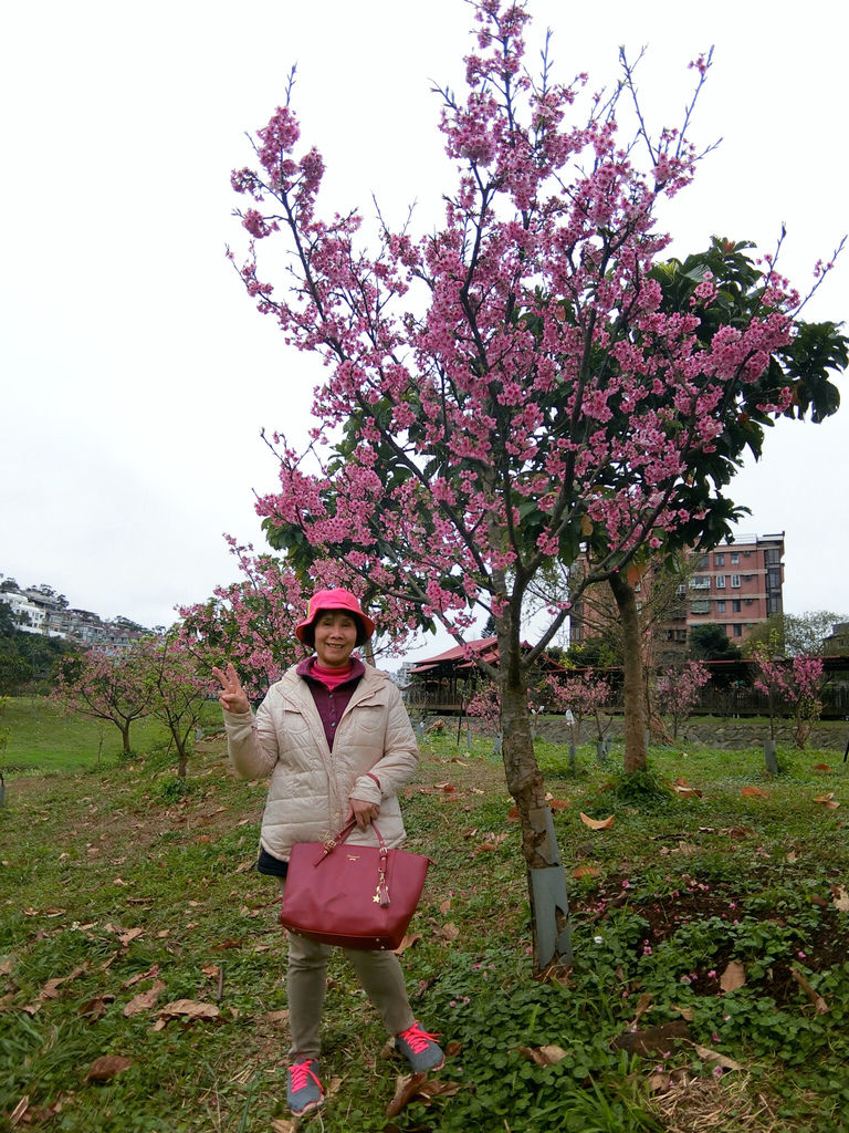 2021櫻花季！東湖樂活公園(下)在東湖櫻花林賞夜櫻，欣賞夜櫻綻放的美【丁小羽旅遊篇】