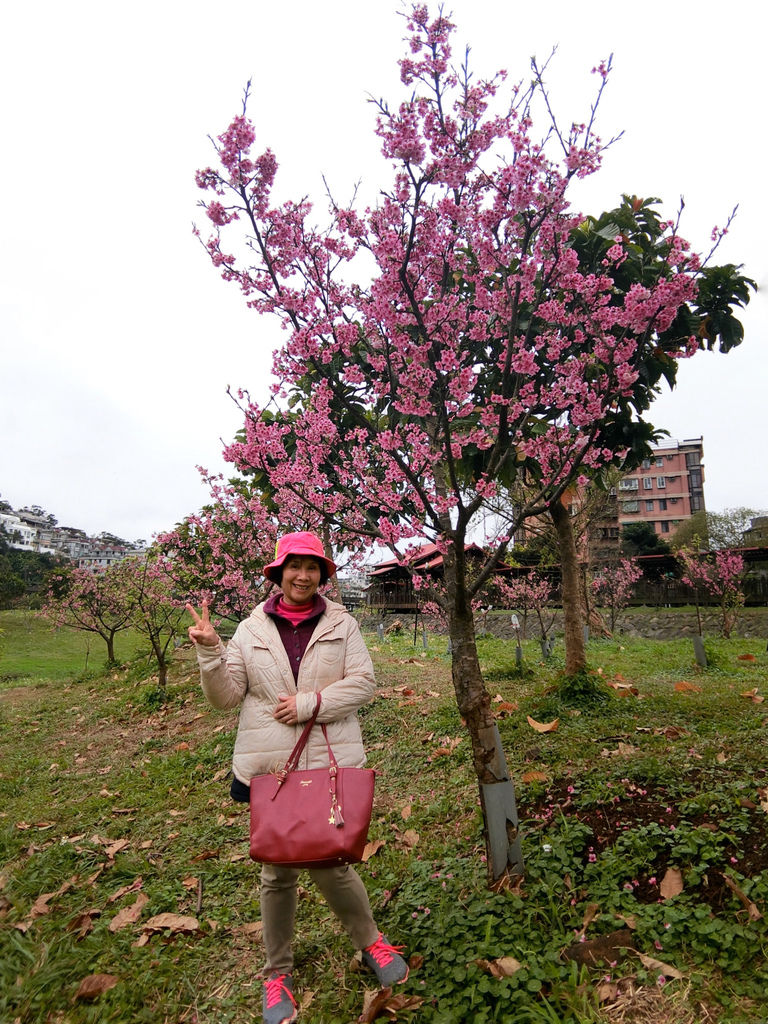 2021櫻花季！東湖樂活公園(下)在東湖櫻花林賞夜櫻，欣賞夜櫻綻放的美【丁小羽旅遊篇】