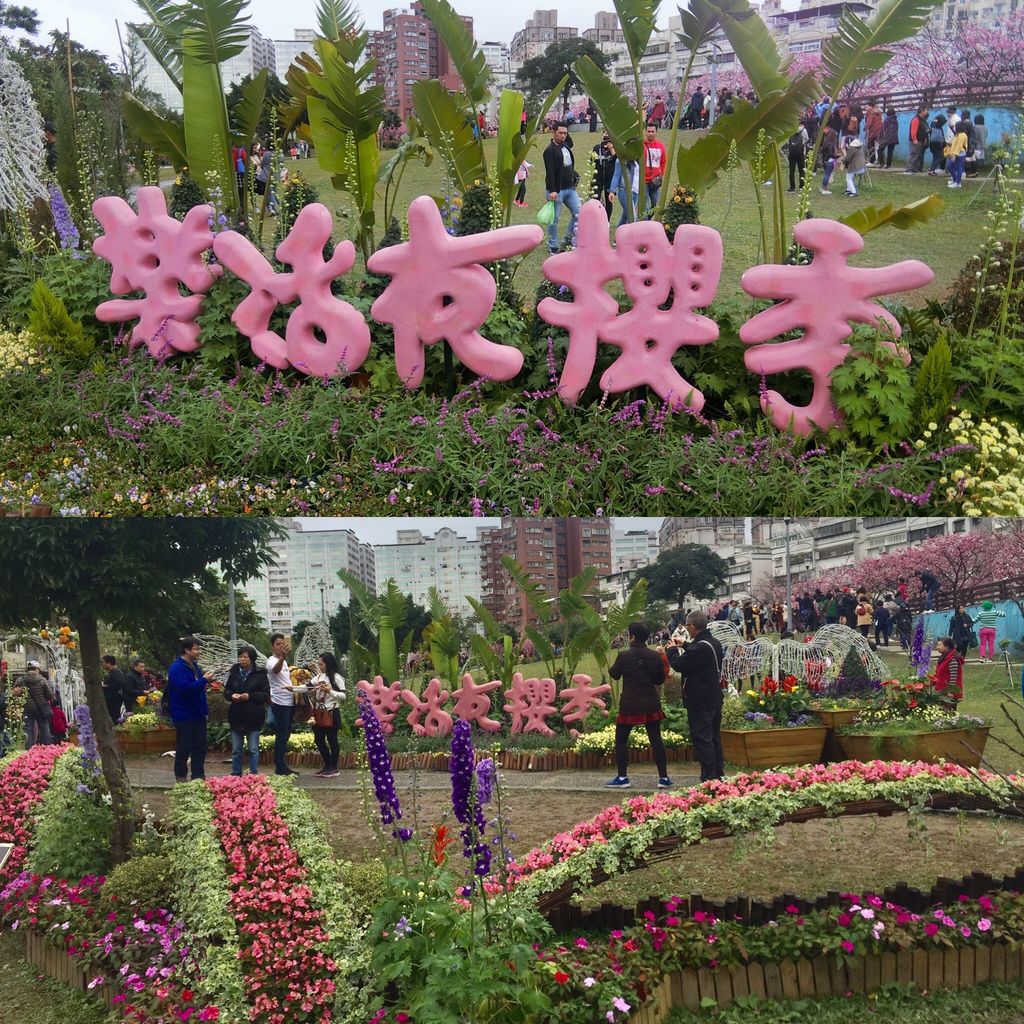 2021櫻花季！東湖樂活公園(上)東湖櫻花林的盛開現況，一起來欣賞櫻花的美【丁小羽旅遊篇】