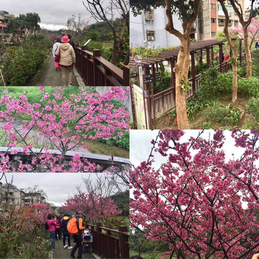 2021櫻花季！東湖樂活公園(上)東湖櫻花林的盛開現況，一起來欣賞櫻花的美【丁小羽旅遊篇】