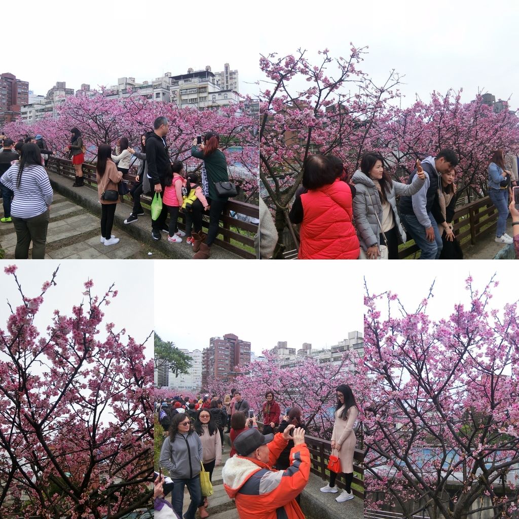 2021櫻花季！東湖樂活公園(上)東湖櫻花林的盛開現況，一起來欣賞櫻花的美【丁小羽旅遊篇】