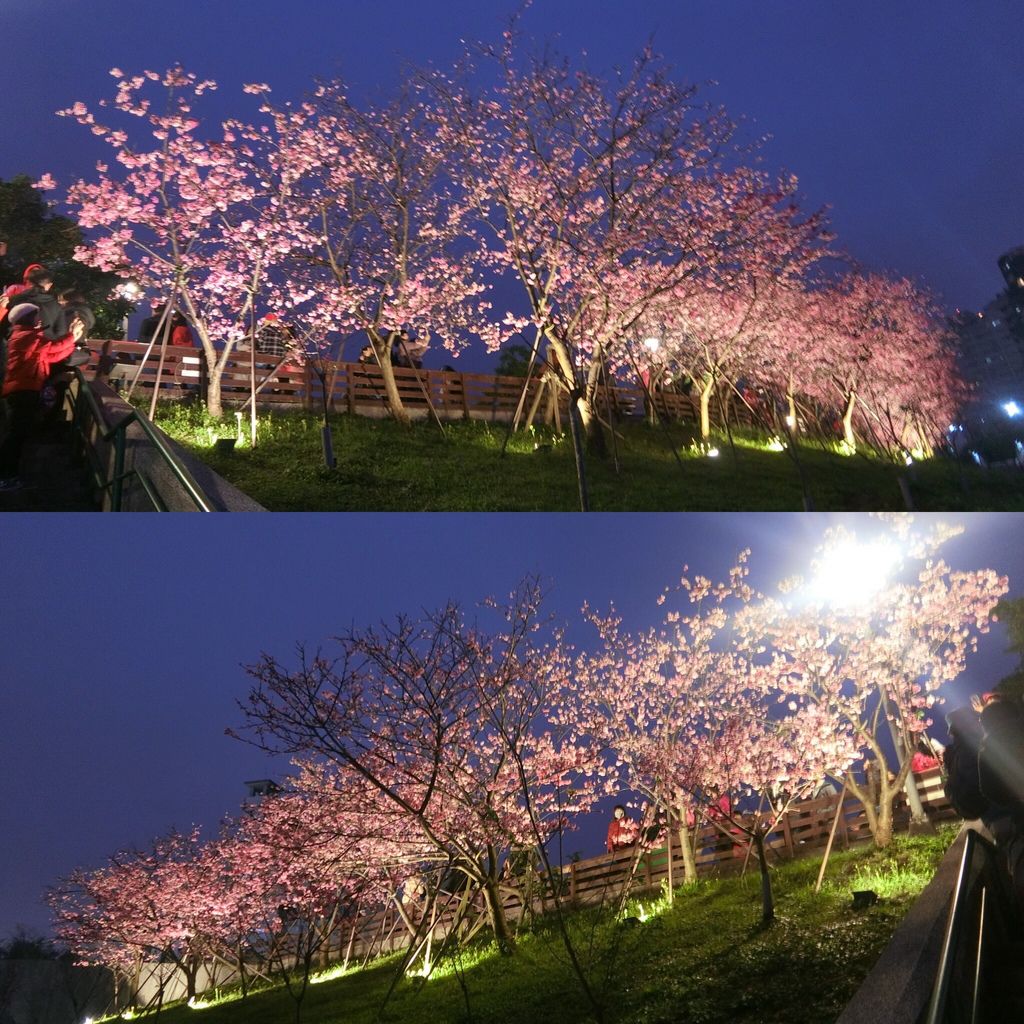 2021櫻花季！東湖樂活公園(下)在東湖櫻花林賞夜櫻，欣賞夜櫻綻放的美【丁小羽旅遊篇】