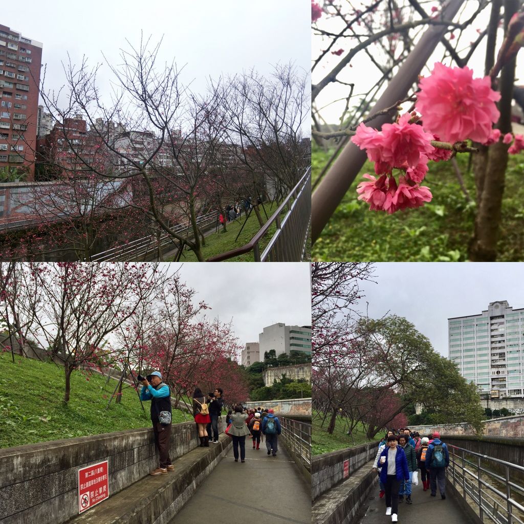 2021櫻花季！東湖樂活公園(上)東湖櫻花林的盛開現況，一起來欣賞櫻花的美【丁小羽旅遊篇】