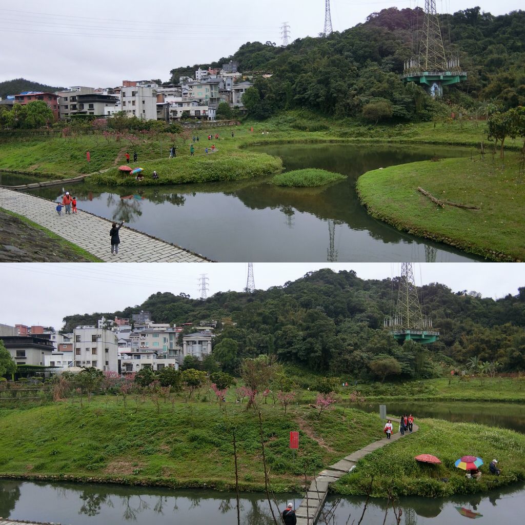 2021櫻花季！東湖樂活公園(上)東湖櫻花林的盛開現況，一起來欣賞櫻花的美【丁小羽旅遊篇】