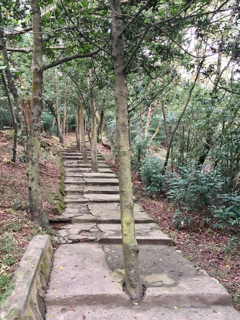 台北登山-忠義山親山步道-北投行天宮白櫻花步道!【丁小羽登山篇】