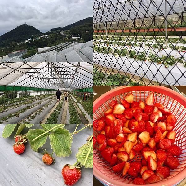 台北登山-內湖碧山巖-白石湖步道!假日輕旅行登山採草莓絕美櫻花步道【丁小羽登山篇】