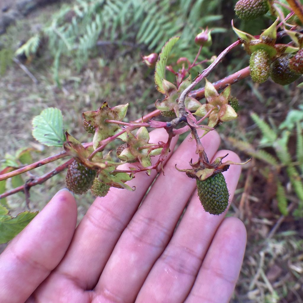 菲律賓自由行-菲律賓登山必去景點,碧瑤附近的登山天堂Mt.Ulap!【丁小羽旅遊篇】