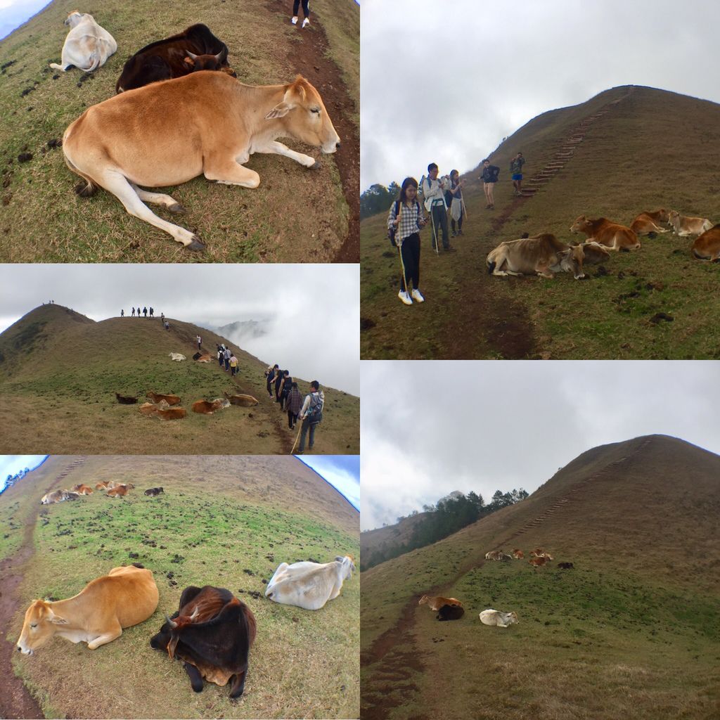 菲律賓自由行-菲律賓登山必去景點,碧瑤附近的登山天堂Mt.Ulap!【丁小羽旅遊篇】