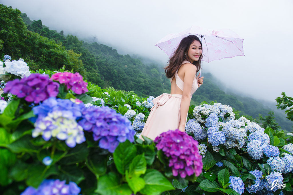 2021繡球花季!雲霧之間的繡球花就在陽明山-竹子湖花與樹繡球花園【丁小羽旅遊篇】 2021繡球花季!雲霧之間的繡球花就在陽明山-竹子湖花與樹繡球花園【丁小羽旅遊篇】