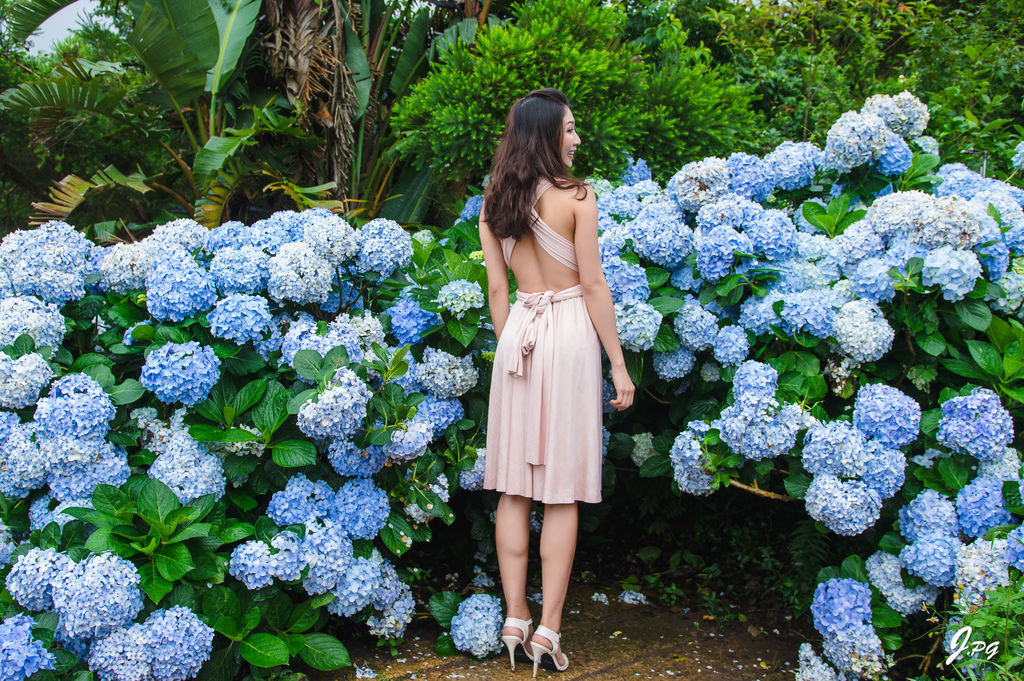 2020繡球花季!雲霧之間的繡球花就在陽明山-竹子湖花與樹繡球花園【丁小羽旅遊篇】 2020繡球花季!雲霧之間的繡球花就在陽明山-竹子湖花與樹繡球花園【丁小羽旅遊篇】