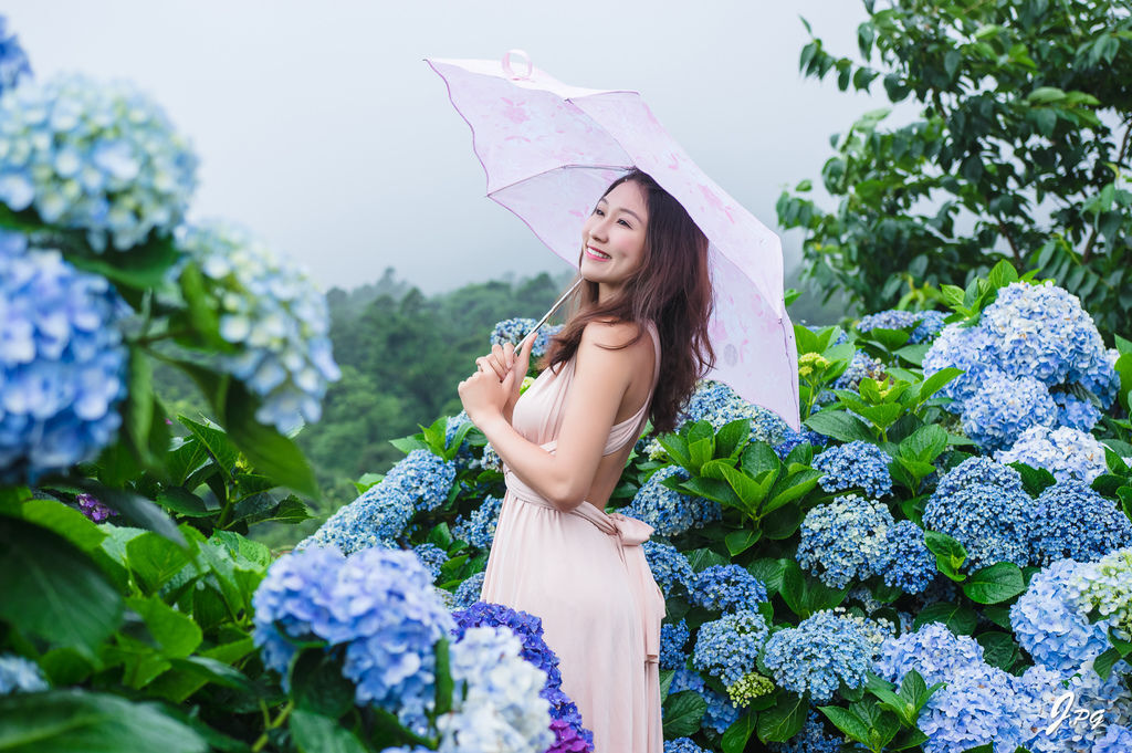 2020繡球花季!雲霧之間的繡球花就在陽明山-竹子湖花與樹繡球花園【丁小羽旅遊篇】 2020繡球花季!雲霧之間的繡球花就在陽明山-竹子湖花與樹繡球花園【丁小羽旅遊篇】